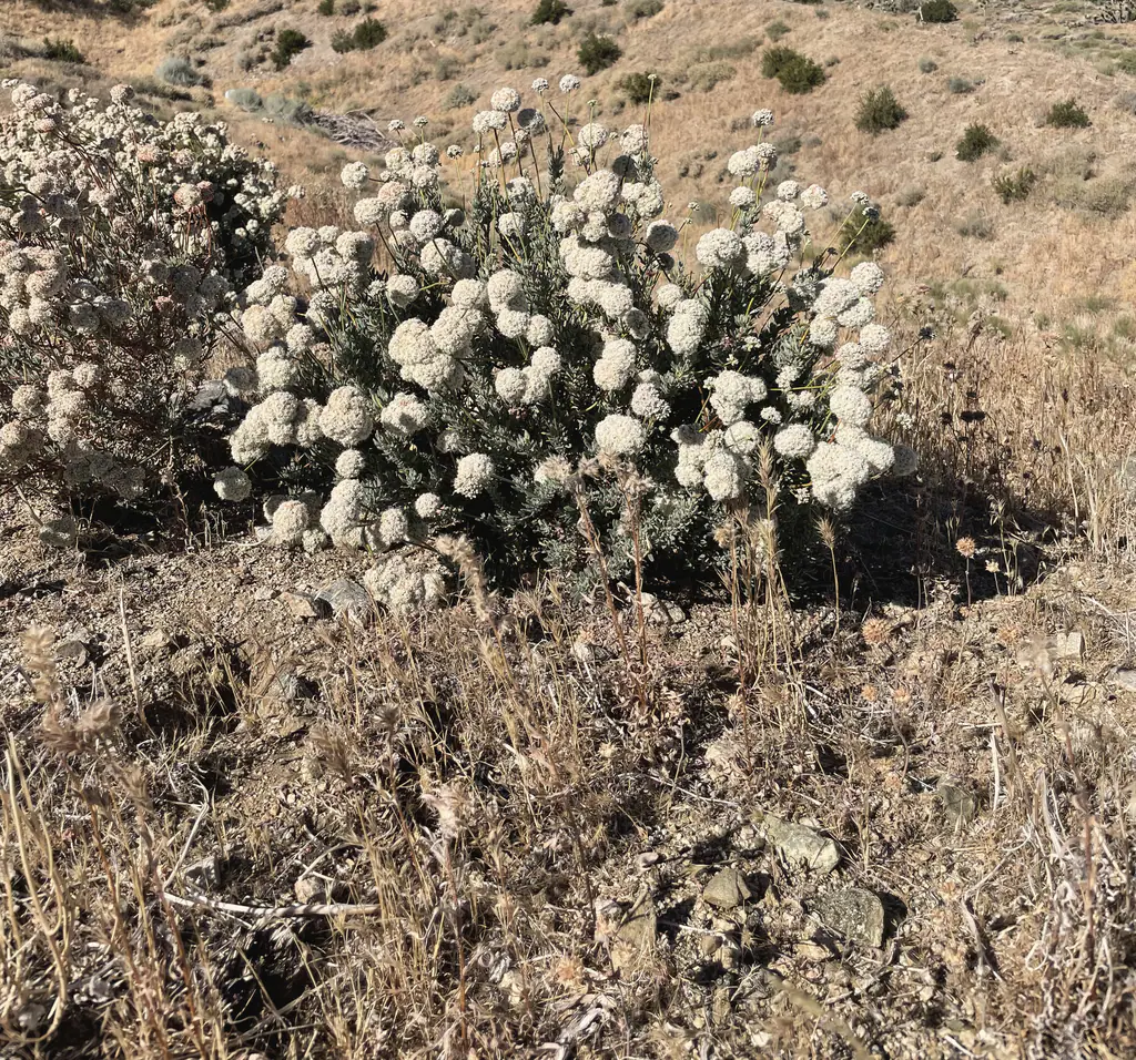 Wild buckwheat blooming on the hillside