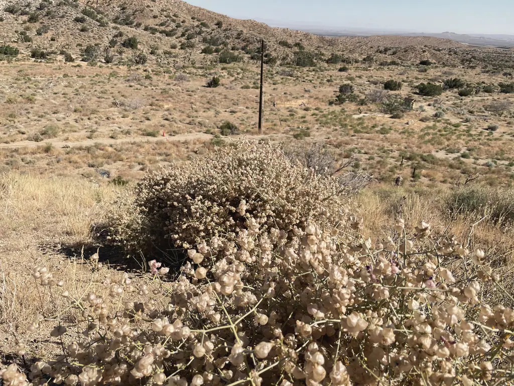 Wild buckwheat in bloom on the hillside above the valley
