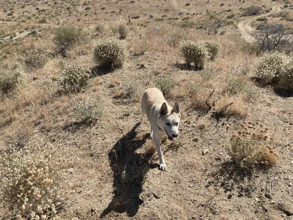 A dog walking a desert trail near the house